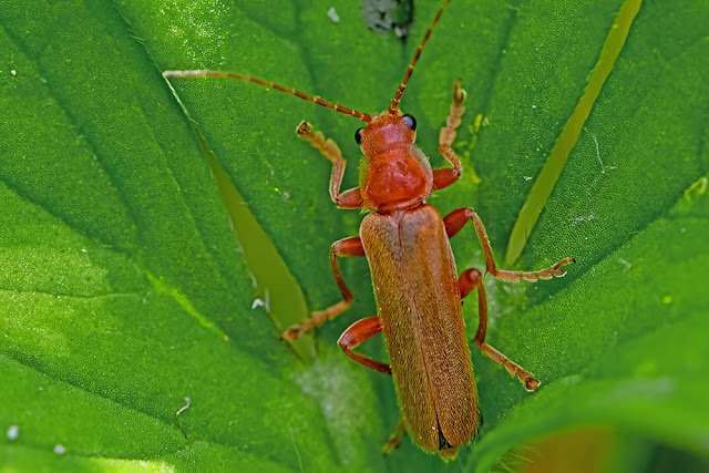 Cantharis livida a soldier beetle