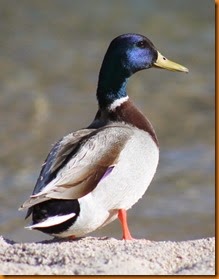IMG_3338