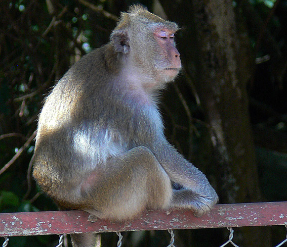 monkey sightseeing theme