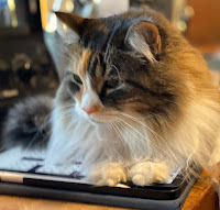 A calico cat sitting on top of an iPad.