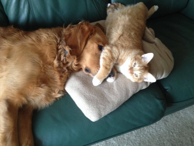 20 cats who totally had a crush on dogs