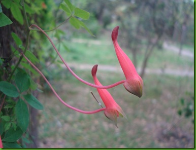 Trapaelum pentaphyllum (3)