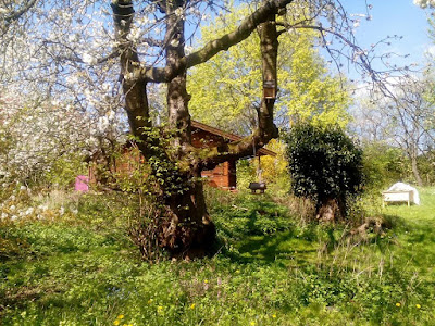 Blühender Kirschbaum im Naturgarten