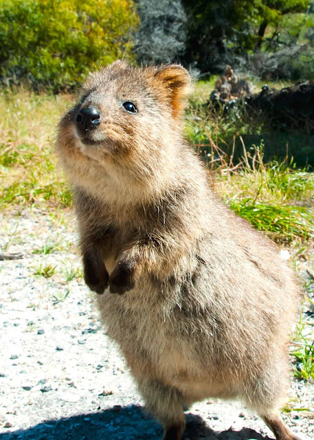 Quokka