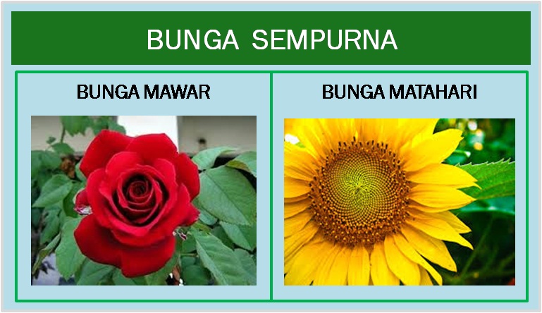 Contoh Gambar Bunga Sempurna Dan Tak Sempurna - Sepcont