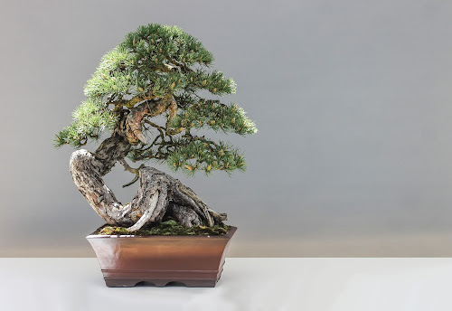 are bonsai tree hard to take care of