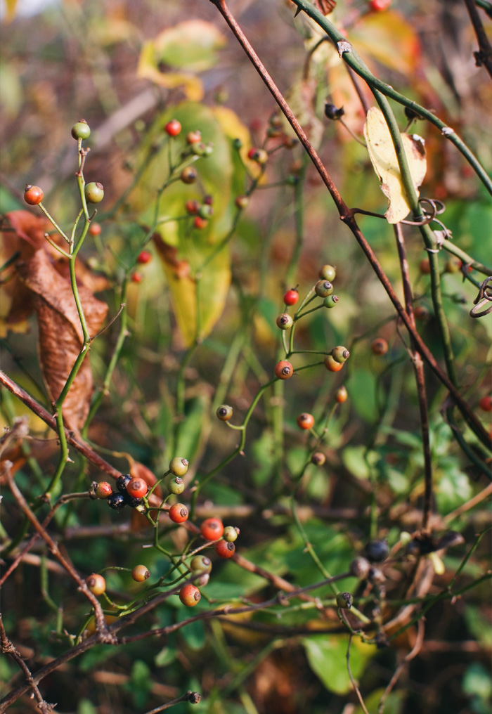 The Flying Clubhouse: Bright Autumn Days