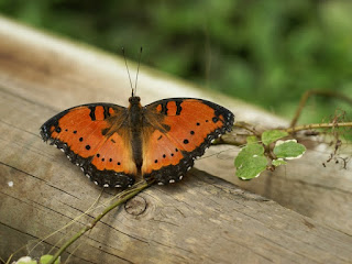 Precis octavia - Junonia octavia