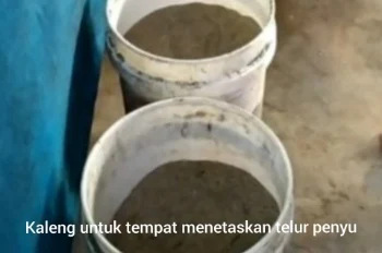 Kaleng penetasan telur Penyu