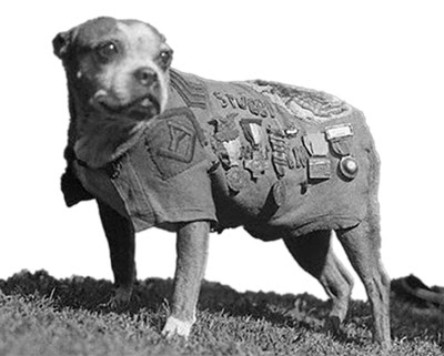 Sergeant Stubby