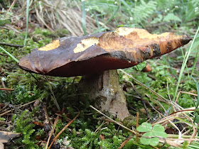 Orawa, Lipnica, borowik ceglastopory, Boletus erythropus, gołąbek, bacówka, oscypki, bundz, wypas owiec, poziomki leśne, czerwcowe grzyby