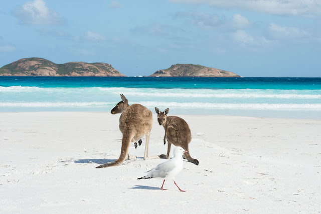 Кенгуру наслаждается чистым белым песком пляжа Лаки Бэй, Эсперанс, Австралия