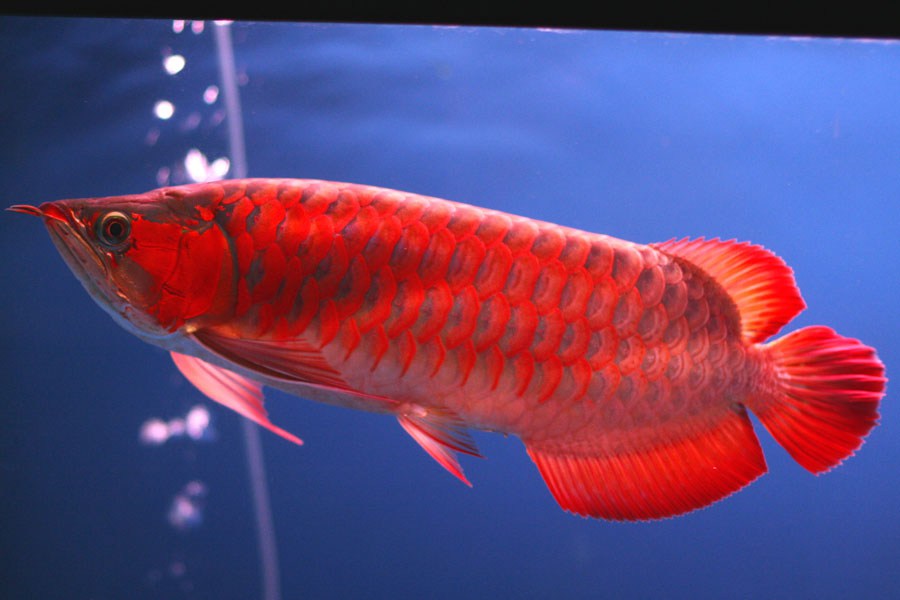 Jenis Ikan Arwana Super Red yang Banyak Dibudidayakan