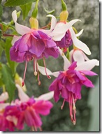 fuchsia_blue_mirage