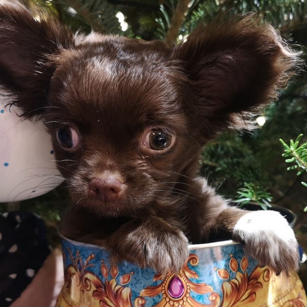 Cheap Teacup Chihuahua Puppies For Sale Near Me