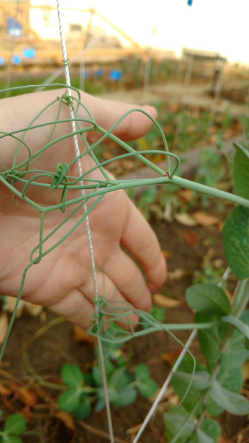 Sugar Magnolia Tendril Pea - Tendrils