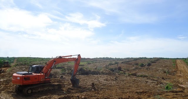 Budidaya Tanaman Kelapa Sawit 2 PEMBUKAAN LAHAN Land 