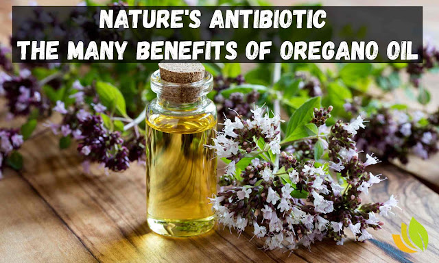 Nature's Antibiotic - The Many Benefits of Oregano Oil