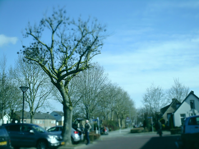 Boom op parkeerplaats, Zevenaar. Bonzart Ampel: REF, tilt-shift. Foto: Robert van der Kroft