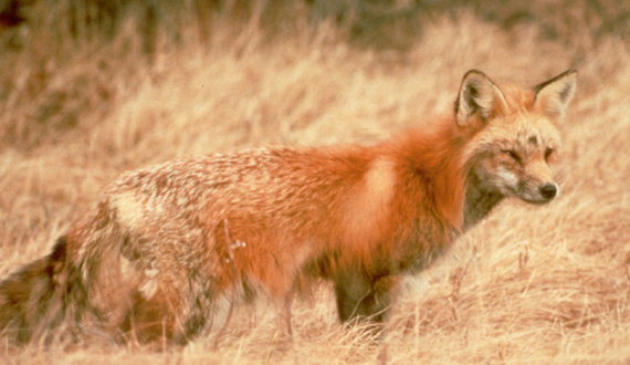 A existência precária da raposa vermelha de Sierra Nevada