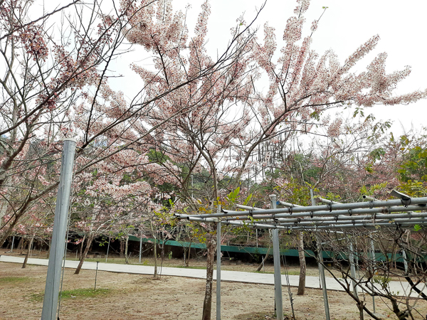 台南南化一貫道玉山寶光聖堂，數百棵粉紅花旗木盛開美不勝收