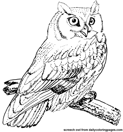 Download Up North With Mel: owl doodle