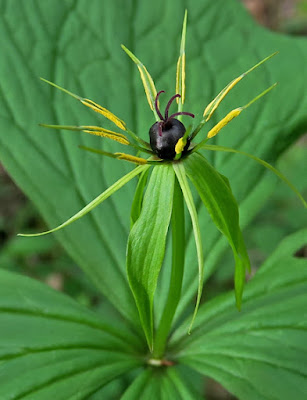 Parisette (Paris quadrifolia)