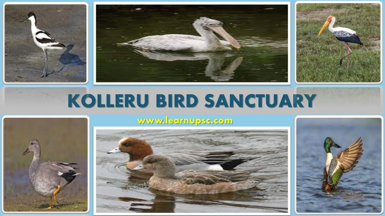 Kolleru Bird Sanctuary