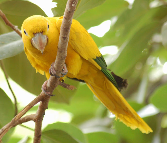 Golden Conure Parrot, http://dmjapan.blogspot.com/