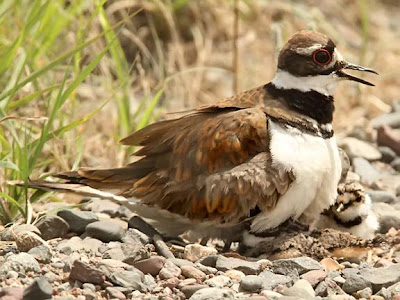 Killdeer on Nest with Chick