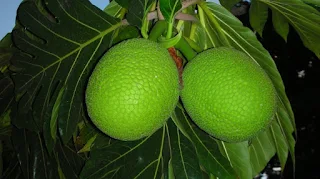 Is breadfruit fattening