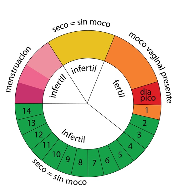 q dia es el mejor para quedarse embarazada