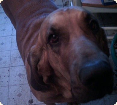 Trixie da bloodhound