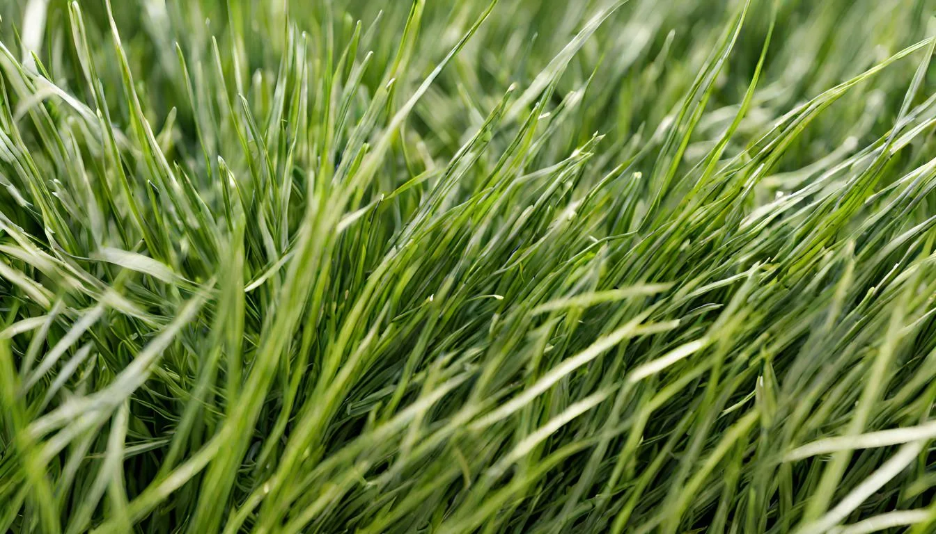 bermuda triangle, bermuda grass, bermuda weather, bermuda grass seed