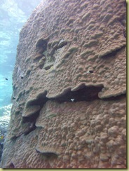 Coral Block-1