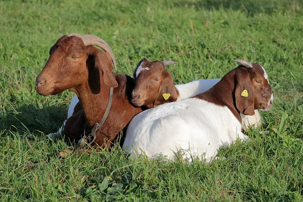 boer goat, boer goats, meat goat, meat goat breeds, goat for show, show goat breeds, boat breeds