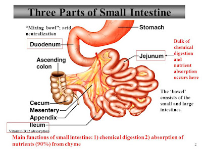 Small intestine diagram | Simple small intestine | Small intestine function