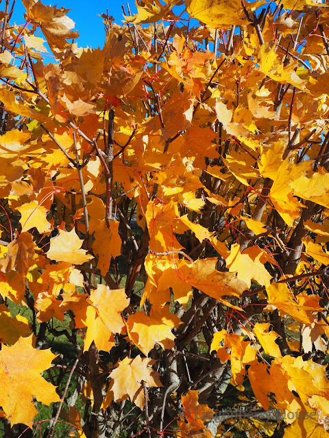 lingonberryhouse, syksy, autumn, ruska, vaahtera-aita, maple fence