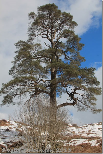 10-Galloway-Forest-Park