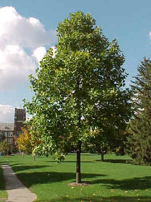 Weeping Trees For Landscaping