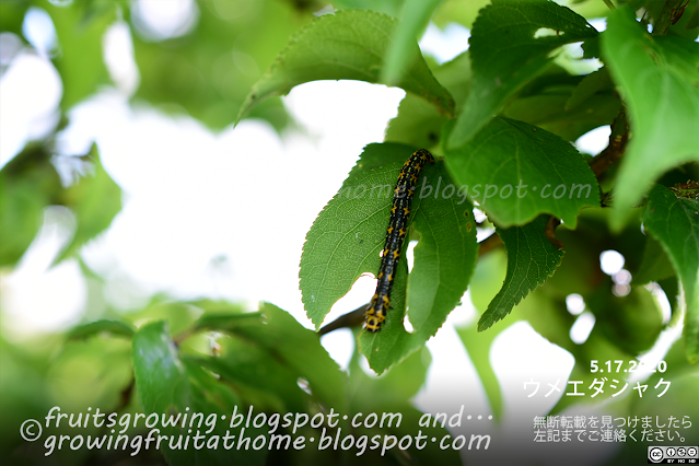 ウメエダシャク シャクトリムシ 黒と黄色の幼虫 梅の木