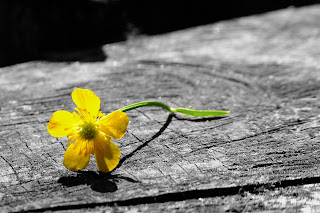 Lonely Flower