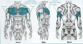 Chest Muscle Anatomy Diagram - Image result for isolated and integrated function of ...