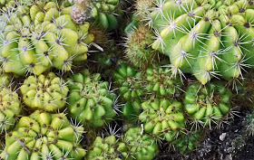 small green cactus with white thorns