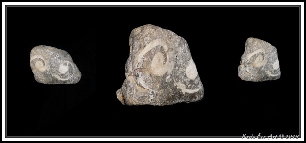 Rock Fossil-2