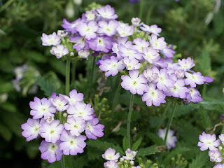 Verbena x hybrida Tuscany 