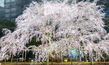 六義園のしだれ桜