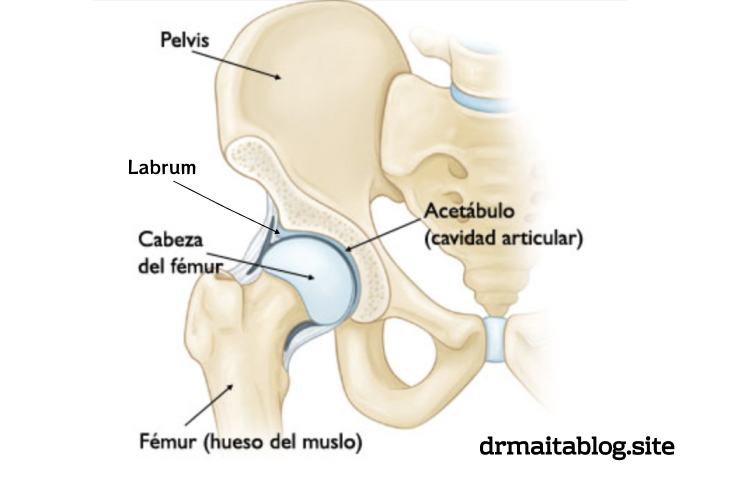 Anatomia de la cadera