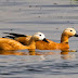 Ruddy Shelduck Male and Female