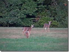 deer at Little Beaver St.Pk 007